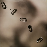 Peter Gabriel – Up